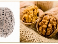 06681-cerebro_nueces1